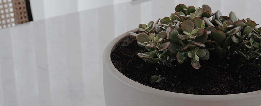 Feng Shui: equilíbrio e harmonia no teu lar