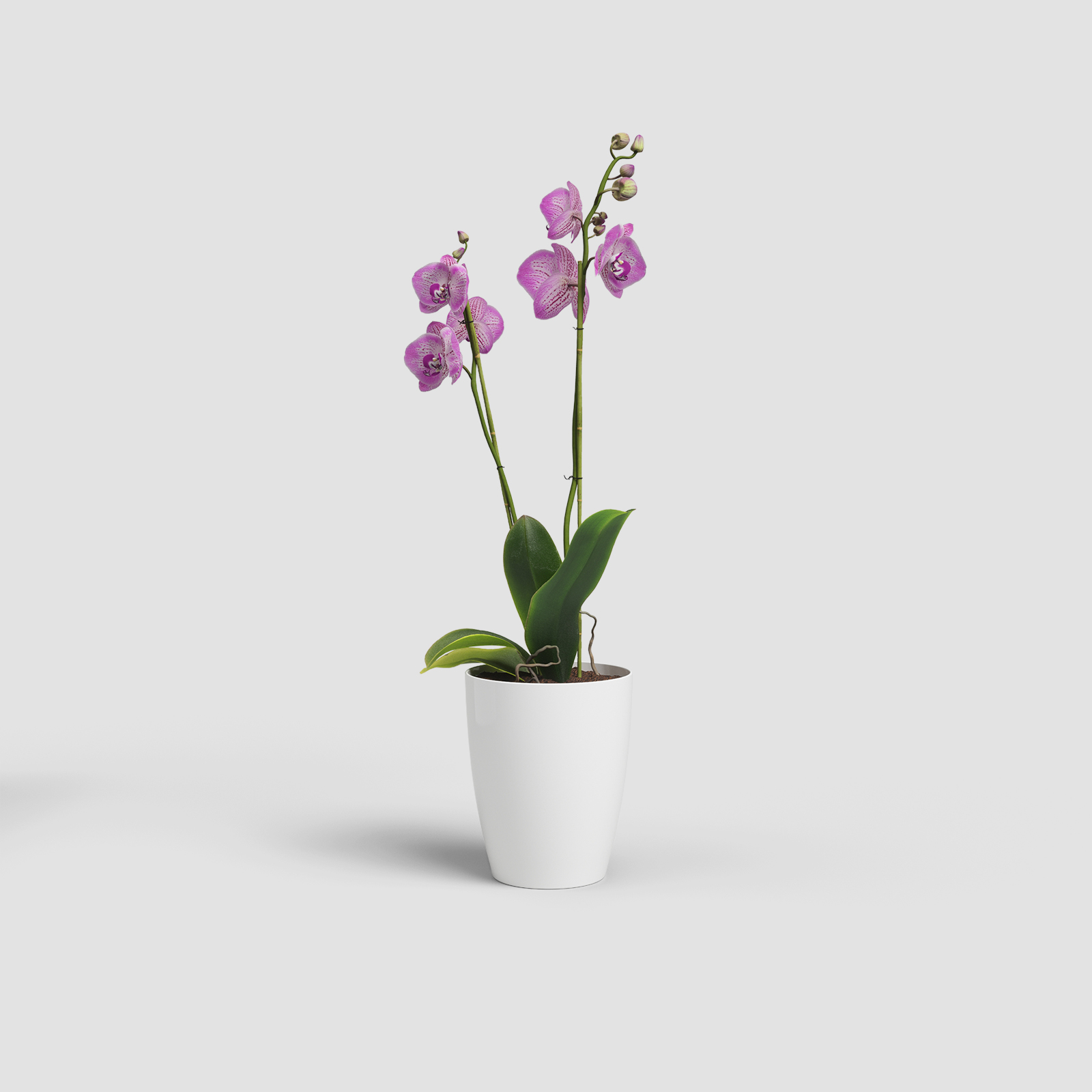 Fiji Orchid Pot