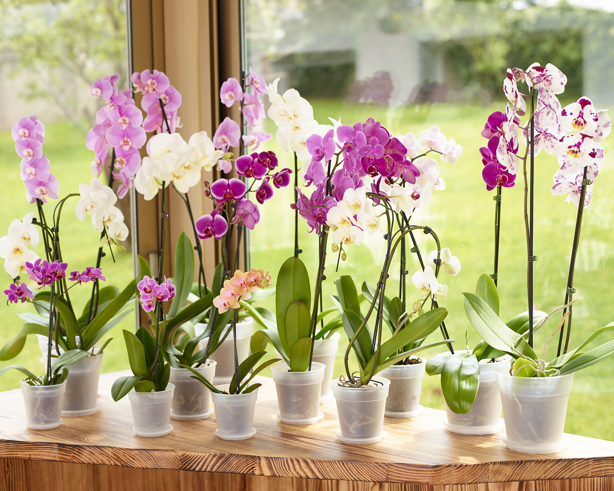Madagascar To Grow Orchid Pot