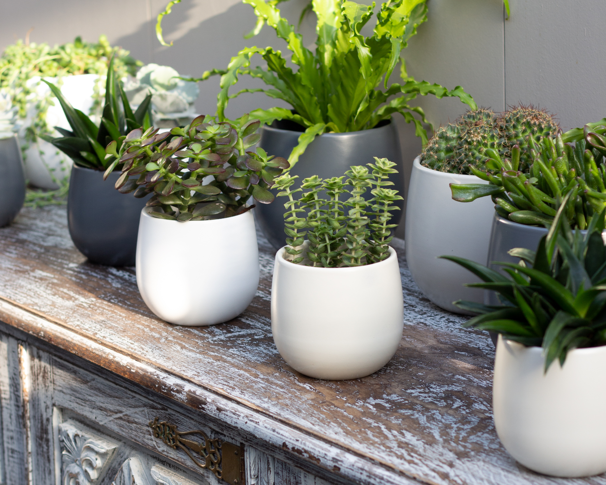 Vitoria Pot