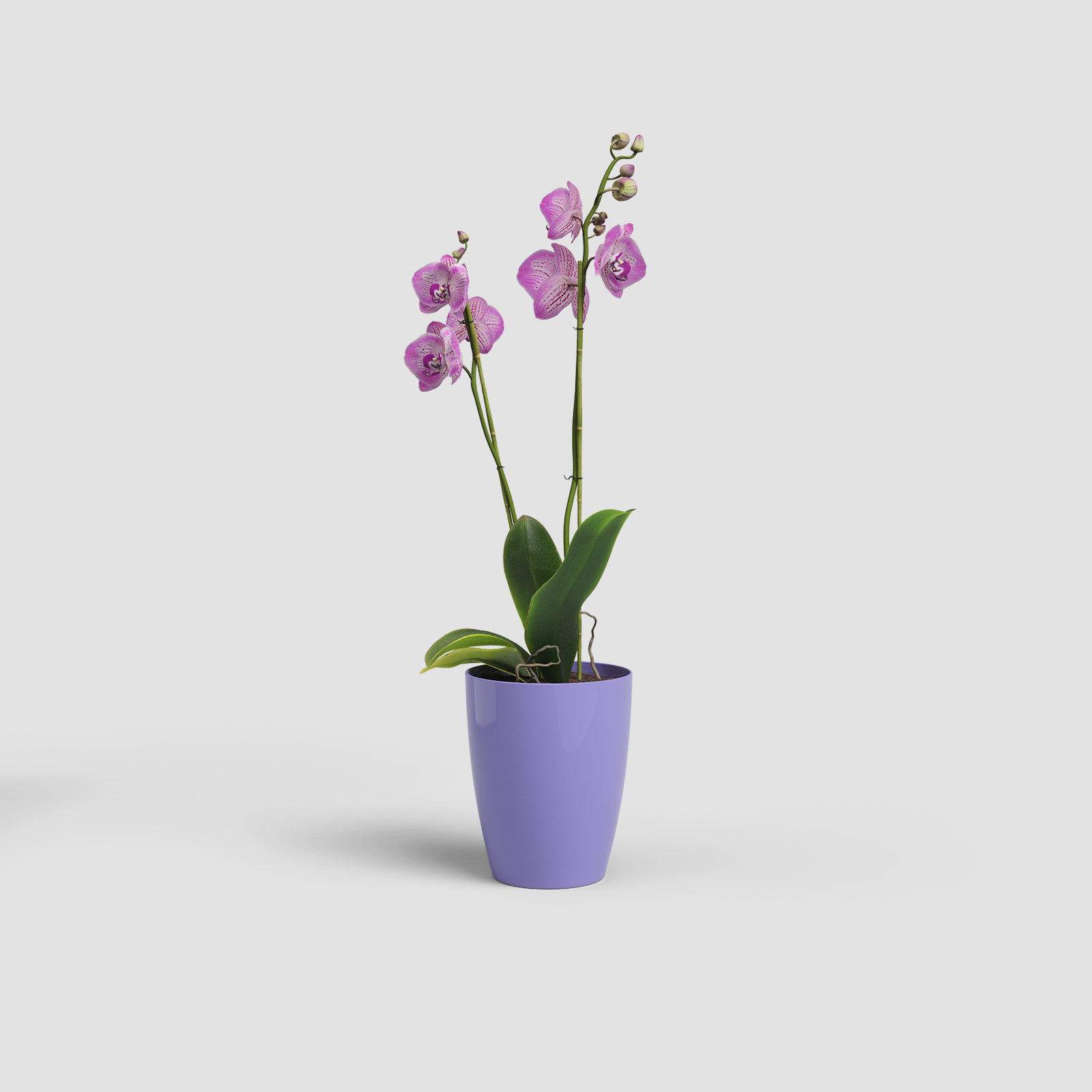 Fiji Orchid Pot